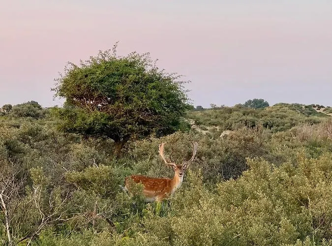 아파트 Stella Maris Dune 잔드보르트